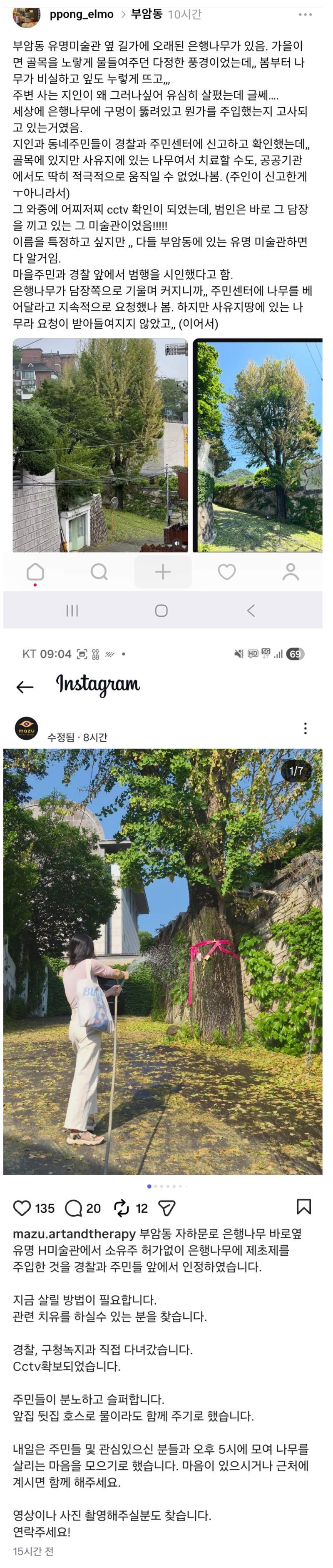 서울 부암동 유명 미술관 옆 은행나무에 제초제 주입.JPG