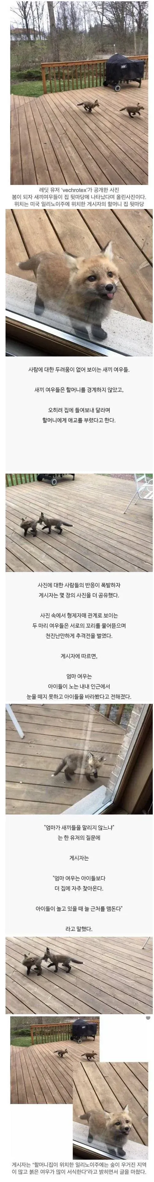 레딧 유저가 올린 새끼 여우 사진.jpg