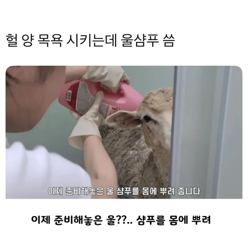 양 목욕시키는데 울샴푸 씀.jpg