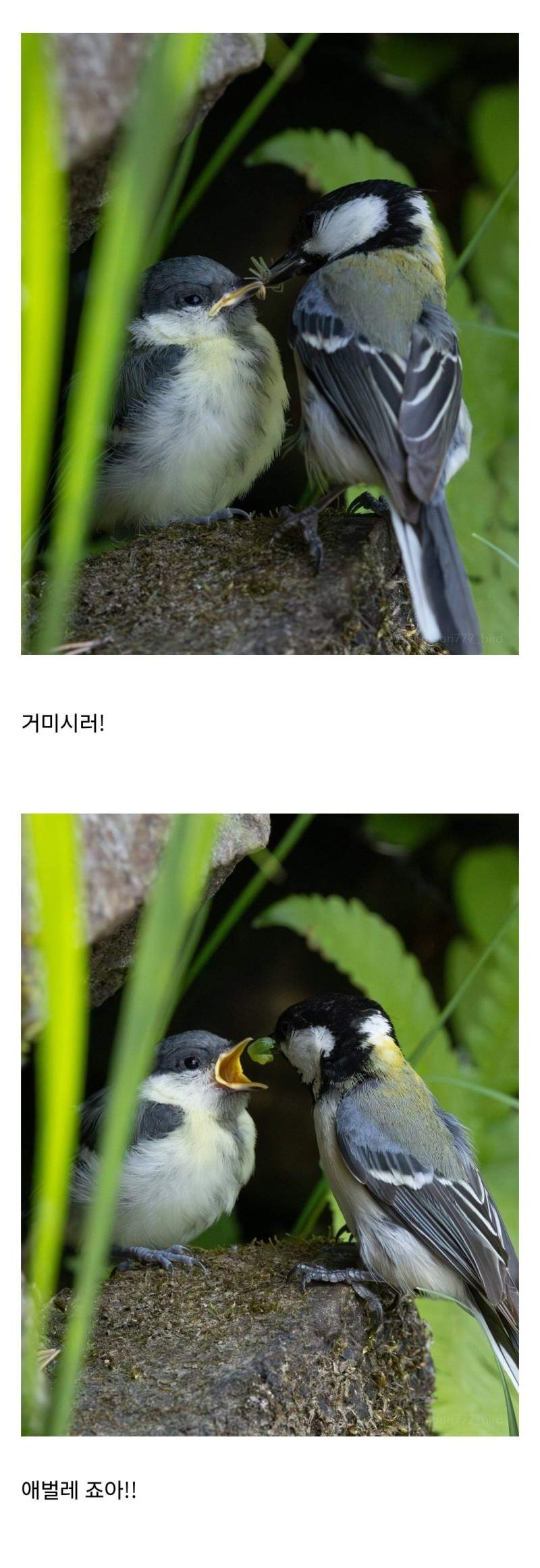 먹이 투정하는 아기새.jpg