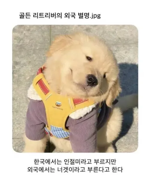 외국에서 골든리트리버를 부르는 별명