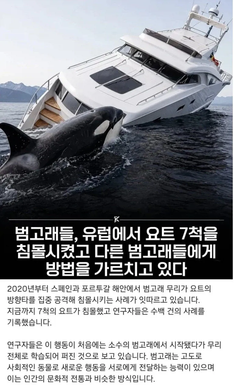 요즘 범고래들 놀이 트랜드 근황