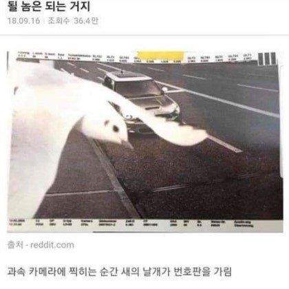 운 좋은 운전자