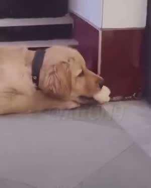 당황한 댕댕이