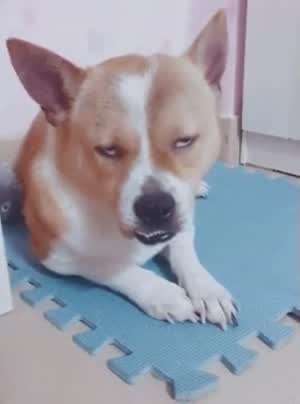 친환경 수소차