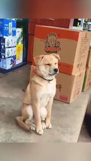 개졸림