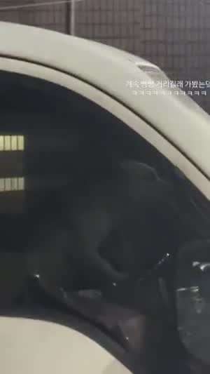 개빵빵