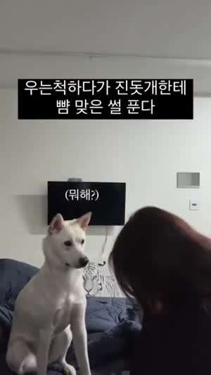 우는척 하다가 진돗개한테 뺨 맞은 썰 푼다.mp4