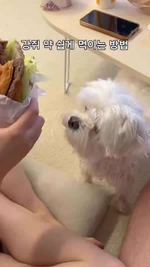 강아지 약 쉽게 먹이는 방법.mp4