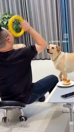 주인이 위험에 처하자 바로 반응