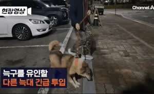 대전 탈출한 늑대를 찾기위해 투입한 늑대 논란
