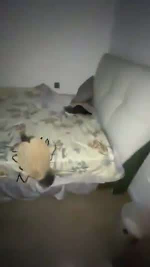 우리 집사는  ㅂ ㅅ 이다