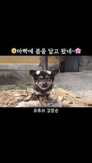 깜순이 오늘 목욕갔다 왔지~ 아이고 깜순이 마빡에 그냥 봄이 앉았네