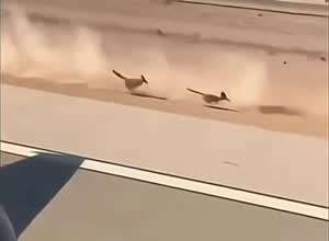 로드러너 실사판