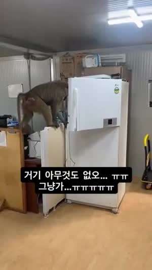원숭이에 칩입당한 남수단 파병 한빛부대. .mp4