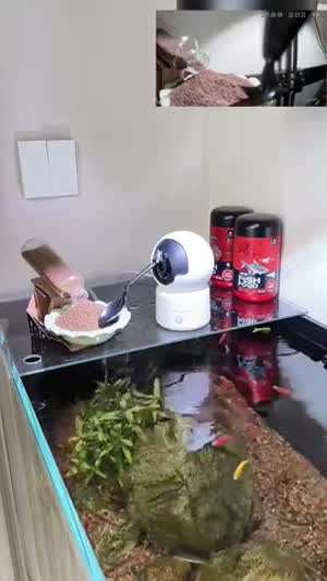 홈캠으로 물고기 밥 주기.mp4