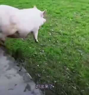 날으는 돈(豚)